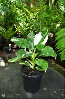 Philodendron 'White Wizard' - 180mm pot