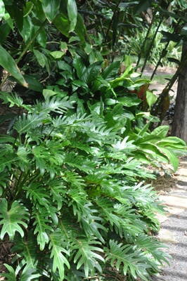 Philodendron xanadu - 125mm pot