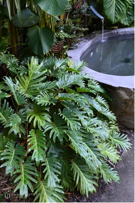 Thaumatophyllum xanadu