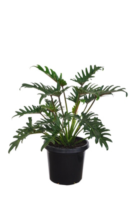 Philodendron xanadu - 300mm pot