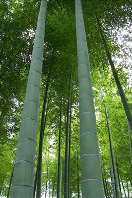 Phyllostachys heterocycla 'Pubescens' (Moso Bamboo)