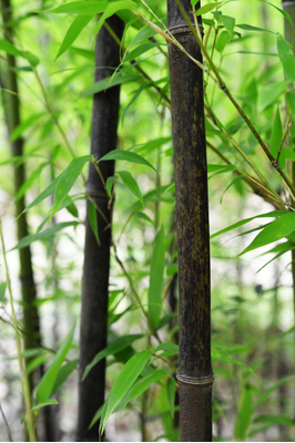 Phyllostachys nigra (Running Black Bamboo)