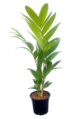 Pinanga coronata (Ivory Cane Palm) - 400mm pot