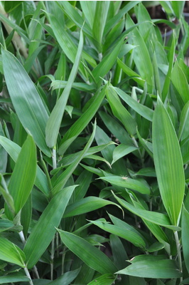 Pleioblastus pygmaeus (Pygmy Bamboo)