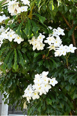 Plumeria pudica (Everlasting Love Frangipani)