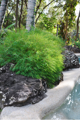 Pogonatherum paniceum (Panda Grass)