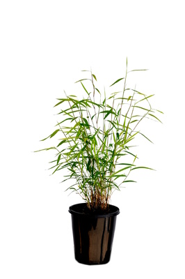 Pogonatherum paniceum (Panda Grass) - 125mm pot