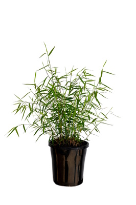 Pogonatherum paniceum (Panda Grass) - 180mm pot