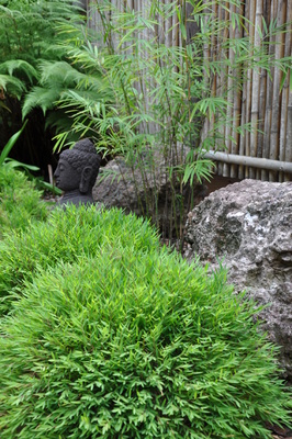 Pogonatherum paniceum 'Monica' (Baby Panda Grass)