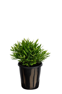 Pogonatherum paniceum 'Monica' (Baby Panda Grass) - 125mm pot