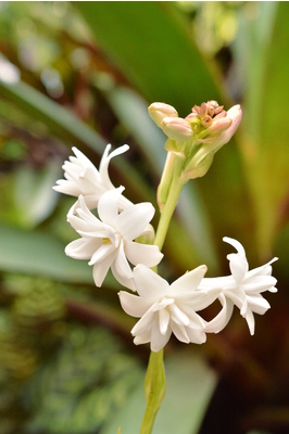 Polianthes tuberosa (Tuberose)