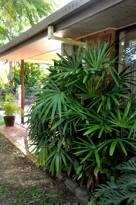 Rhapis excelsa (Rhapis Palm) 