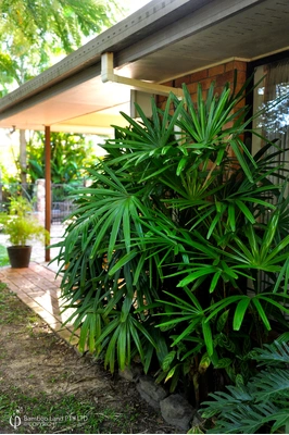 Rhapis excelsa (Rhapis Palm) 
