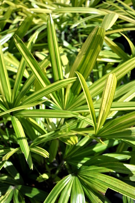 Rhapis excelsa 'Variegata'