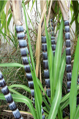 Saccharum officinarum var. Badila (Black Sugar Cane)