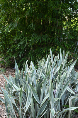 Sansevieria metallica 'Siam Silver'