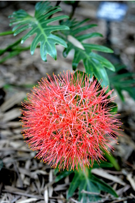 Scadoxus multiflorus (Blood Lily)