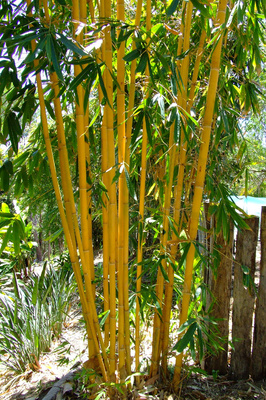 Schizostachyum brachycladum 'Yellow' (Sacred Bali Bamboo) - 3 litre bag