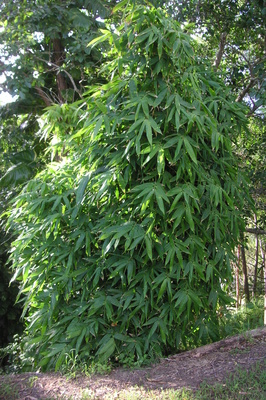 Schizostachyum iraten (Bali Blowpipe Bamboo)