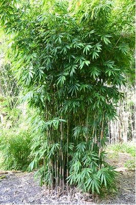 Schizostachyum iraten (Bali Blowpipe Bamboo)