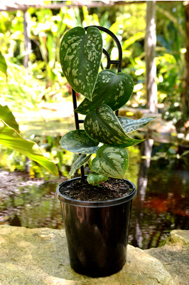 Scindapsus pictus 'Argyraeus' (Satin Pothos) 