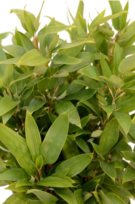 Shibataea kumasaca (Ruscus Bamboo)