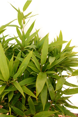 Shibataea lancifolia