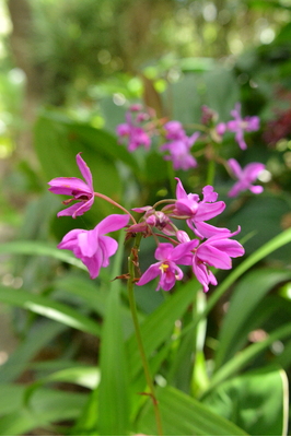 Spathoglottis 'Magenta' 