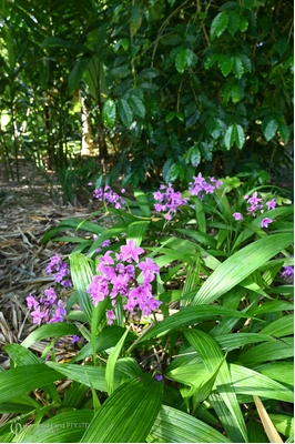 Spathoglottis plicata (Purple Ground Orchid)