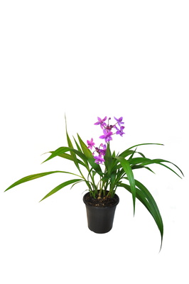 Spathoglottis plicata (Purple Ground Orchid) - 180mm squat pot