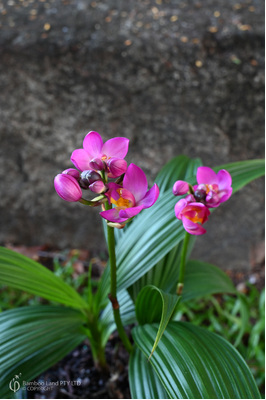 Spathoglottis 'Rockin Plum'