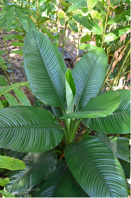 Spathiphyllum 'Sensation' 