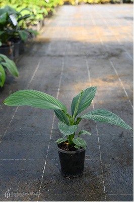 Spathiphyllum 'Sensation' - 125mm pot