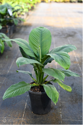 Spathiphyllum 'Sensation' - 180mm pot