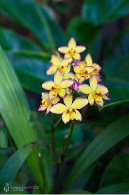 Spathoglottis 'Mellow Yellow'