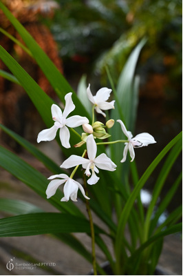 Spathoglottis 'Snow Angel'