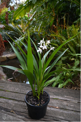 Spathoglottis 'Snow Angel' - 180mm squat pot