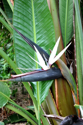 Strelitzia nicolai (Giant White Bird of Paradise)