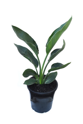 Strelitzia reginae (Bird of Paradise) - 200mm pot