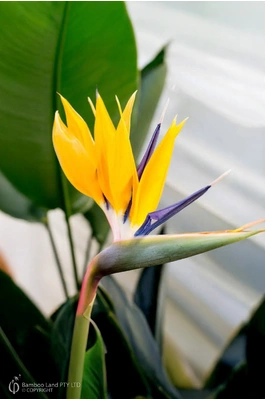 Strelitzia reginae 'Mandela's Gold' - 125mm pot