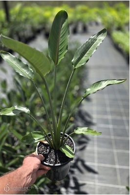 Strelitzia reginae 'Mandela's Gold' - 180mm pot