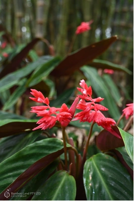 Stromanthe sanguinea