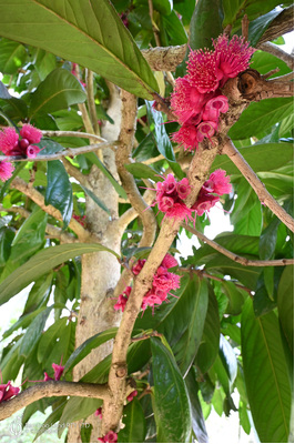 Syzygium megacarpa (Giant Lau Lau Tree)