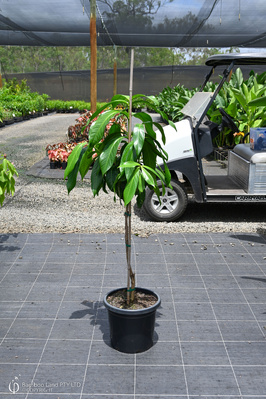 Syzygium megacarpa (Giant Lau Lau Tree) - 300mm pot