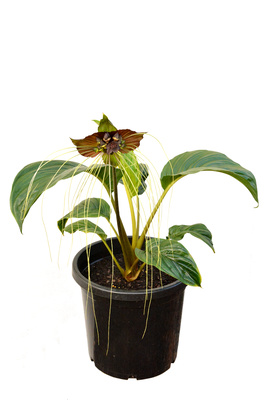 Tacca chantrieri (Black Bat Plant) - 300mm pot