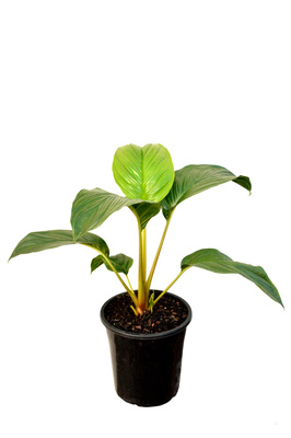 Tacca intergrifolia 'Nivea' (White Bat Plant) - 180mm pot