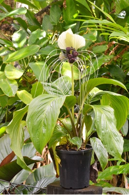 Tacca integrifolia 'Nivea' (White Bat Plant) - 180mm pot