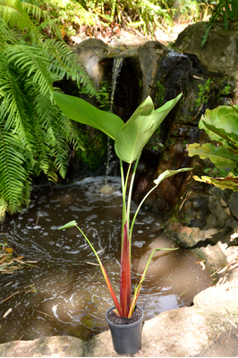Thalia geniculata 'Ruminoides' (Red Stemmed Thalia) - 180mm pot