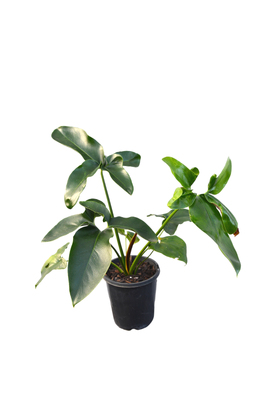 Thaumatophyllum spruceanum - 125mm pot
