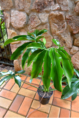 Thaumatophyllum spruceanum - 180mm pot